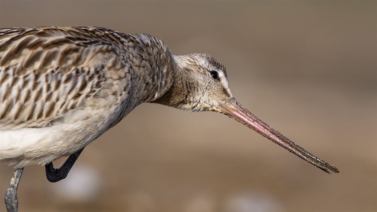 Bar-tailed Godwit