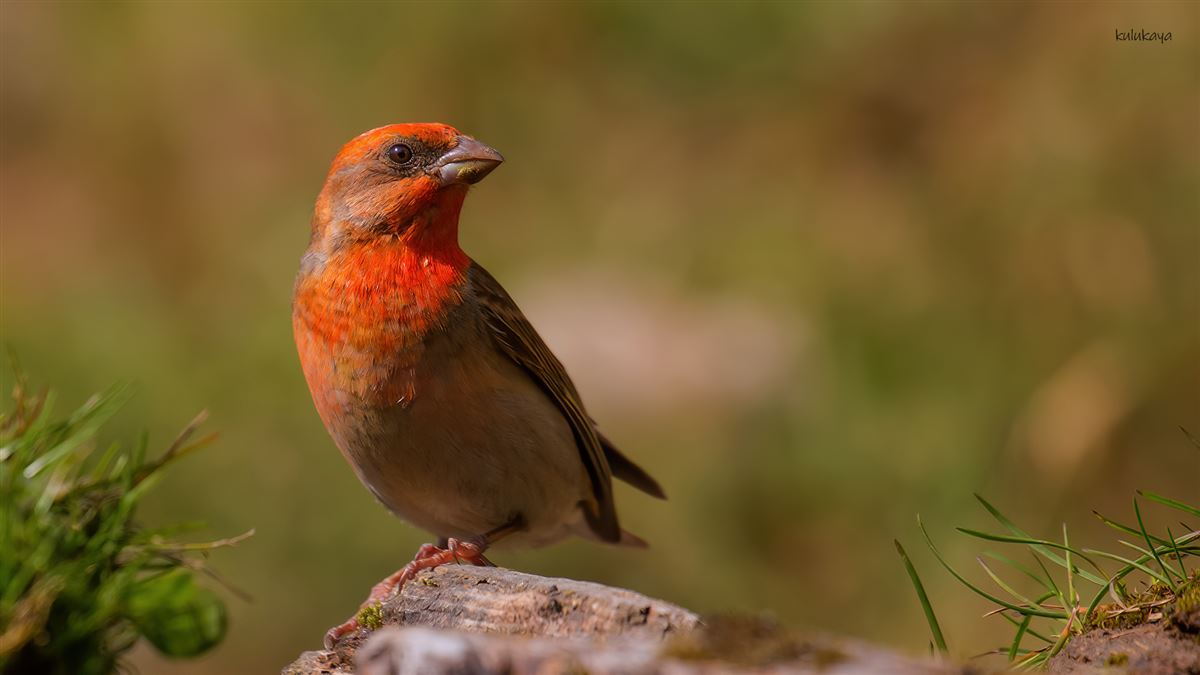 Common Rosefinch