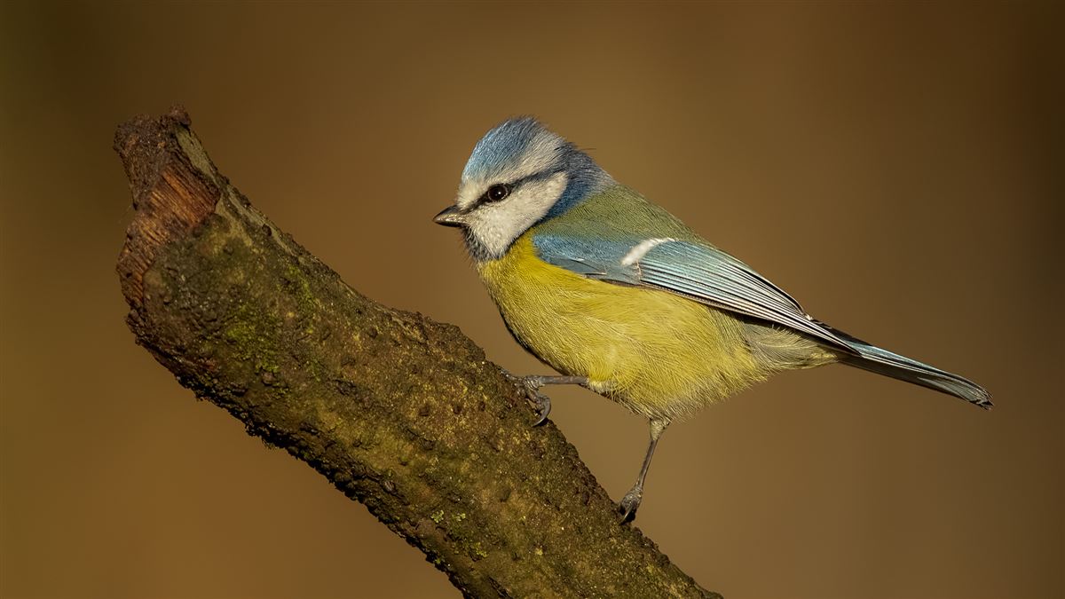 Eurasian Blue Tit