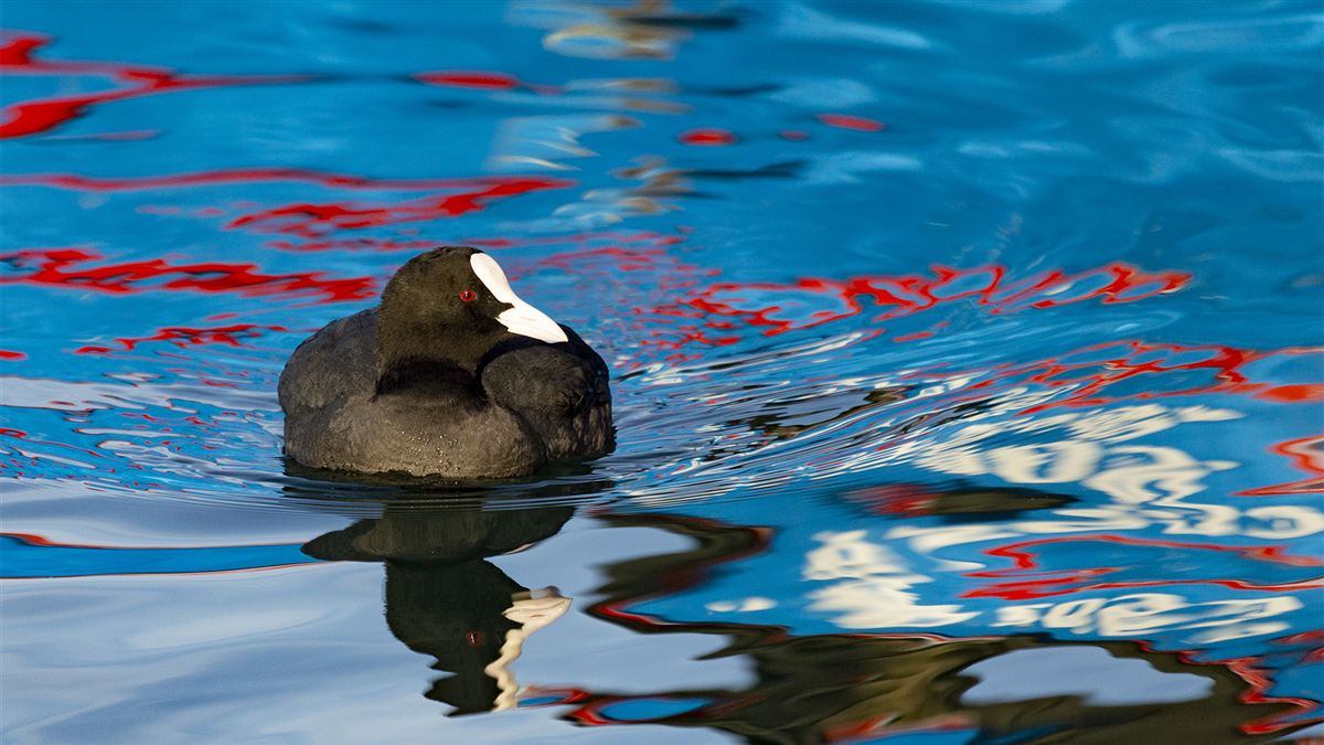 Eurasian Coot
