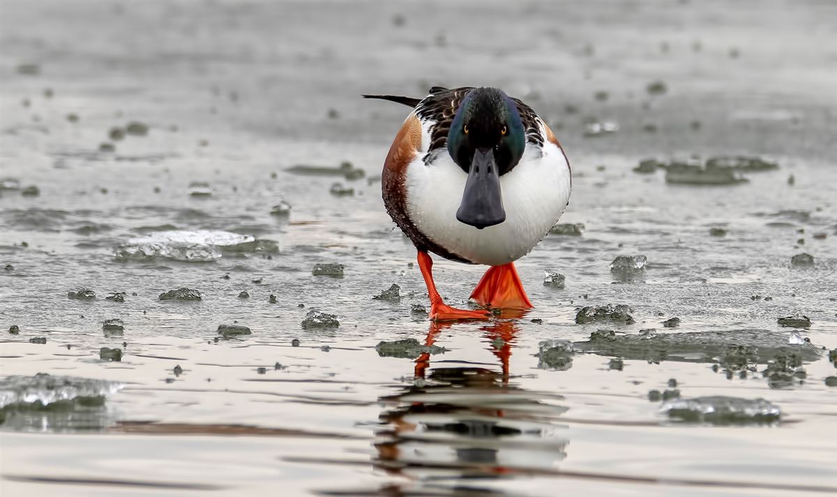 Northern Shoveler