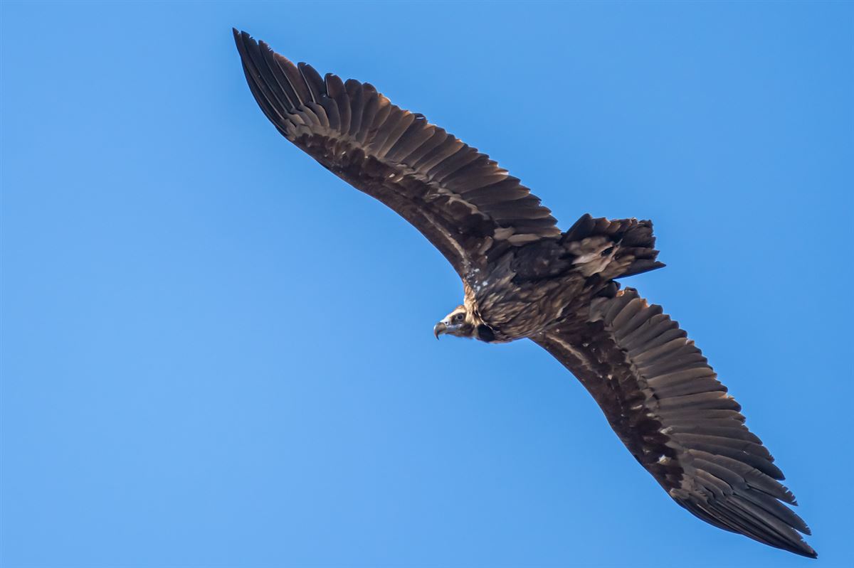 Cinereous Vulture