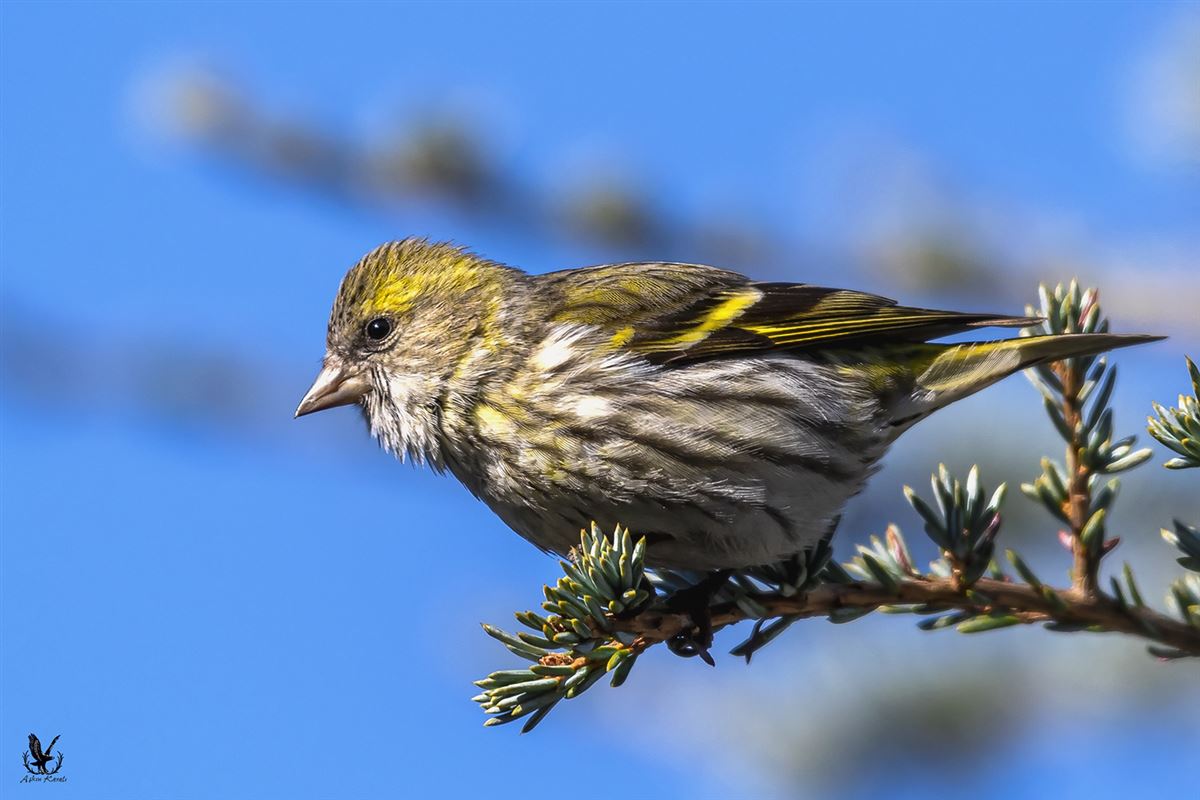 Eurasian Siskin