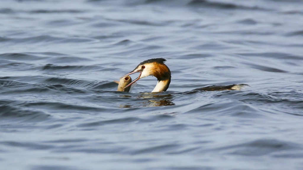 Great Crested Grebe