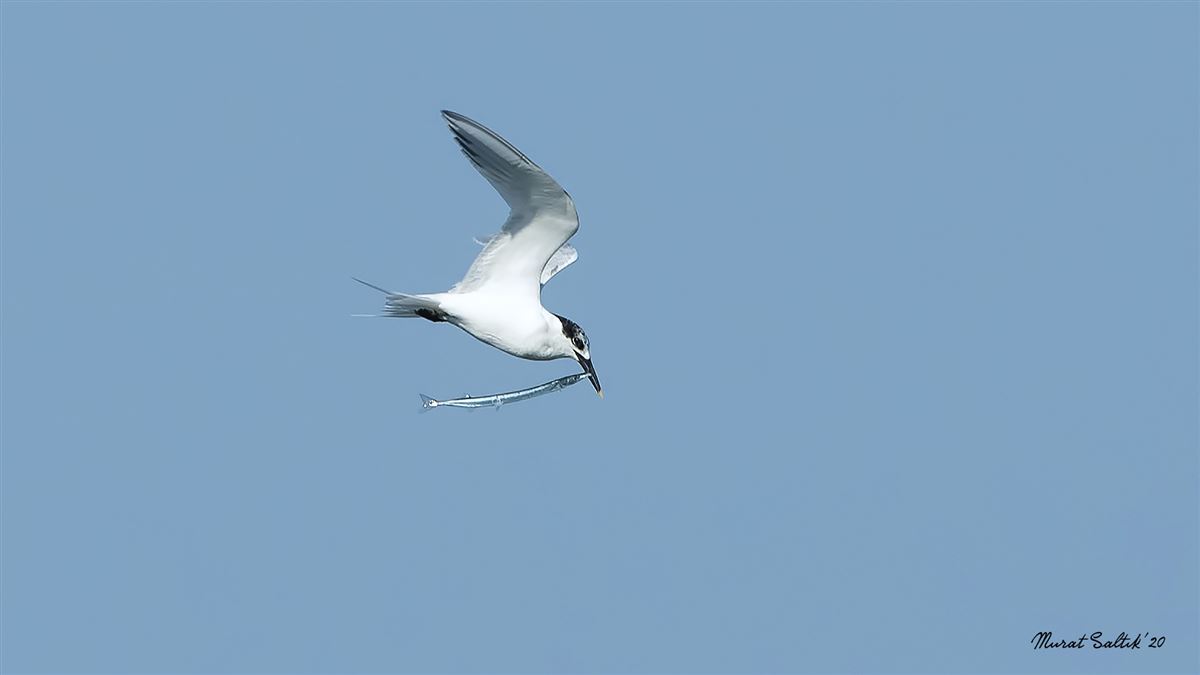 Sandwich Tern