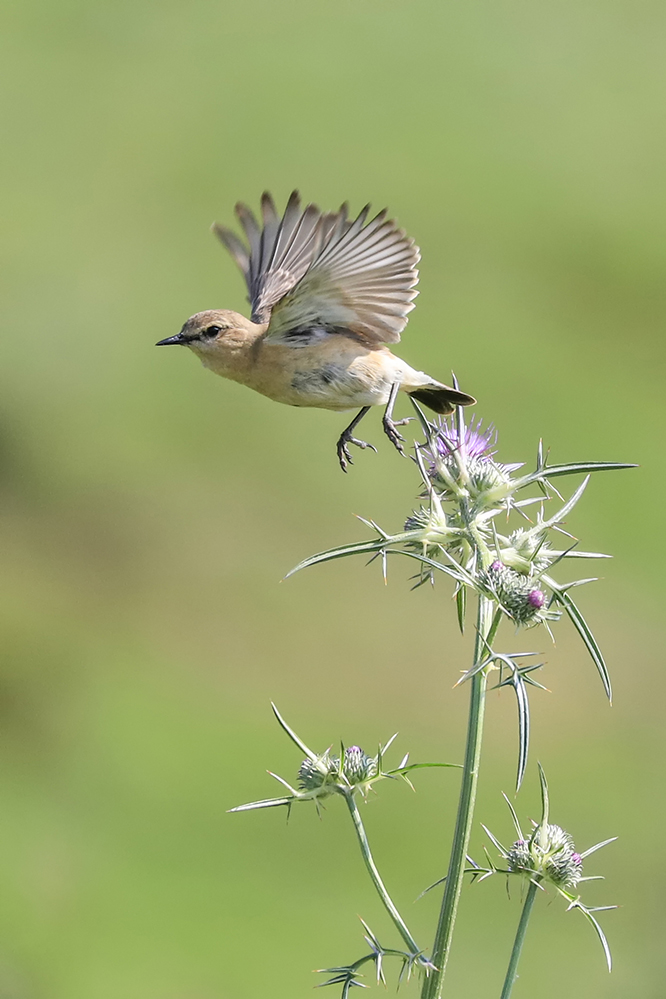 Isabelline Wheatear