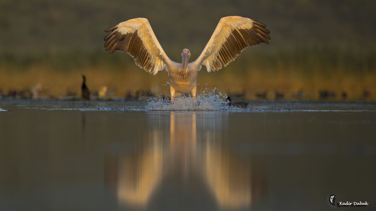 Great White Pelican