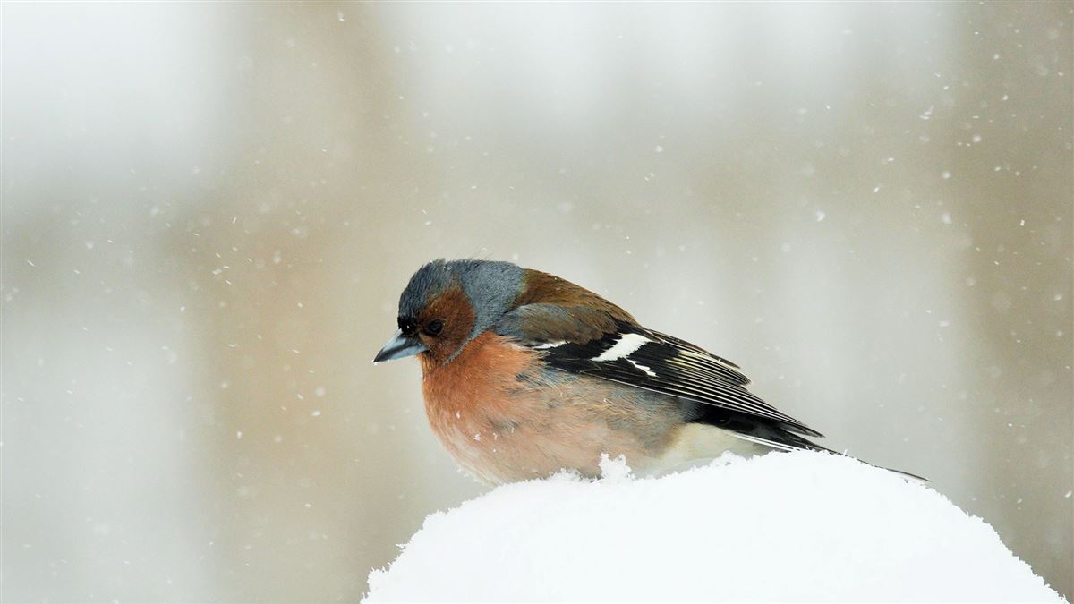 Eurasian Chaffinch