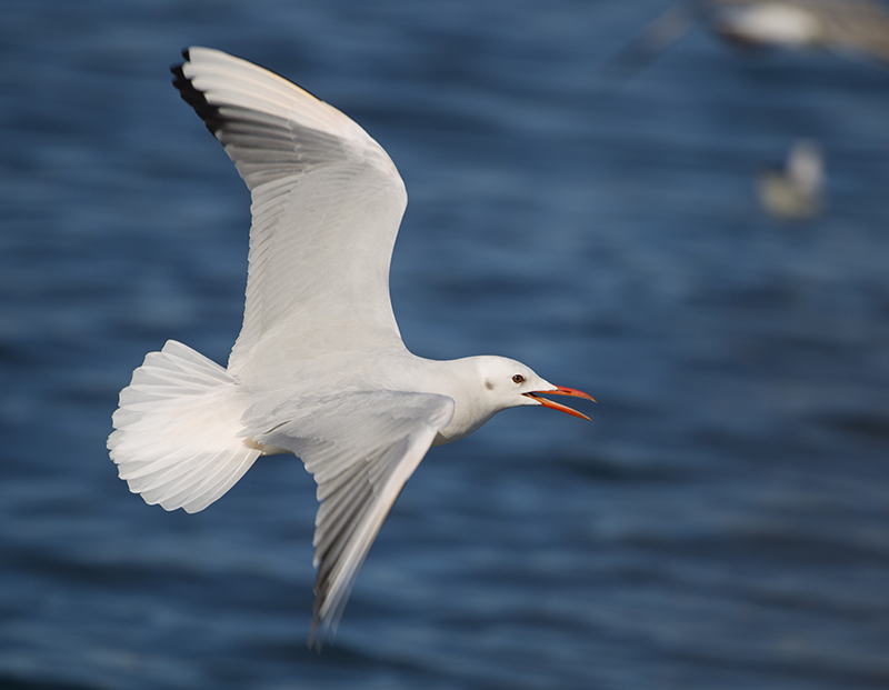 Slender-billed Gull