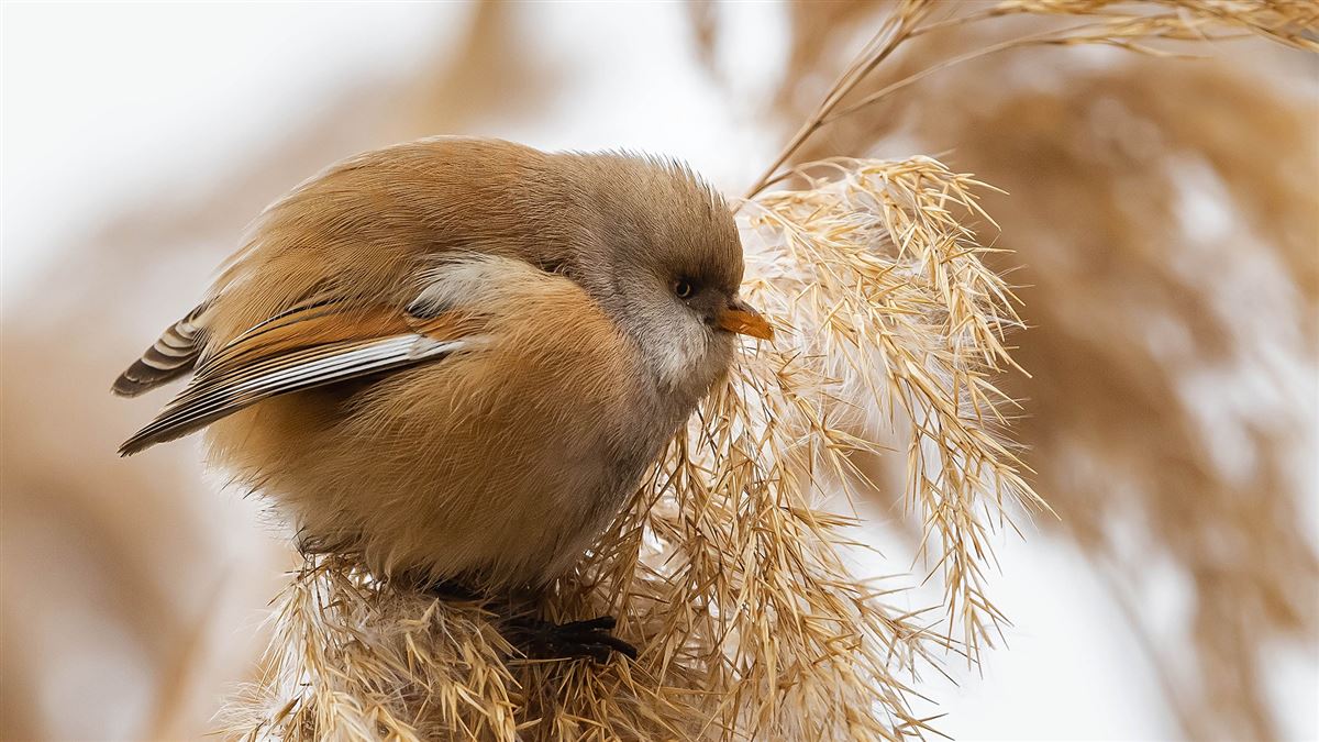 Bearded Reedling