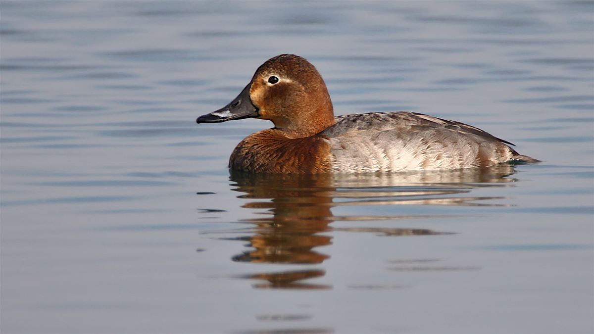 Common Pochard