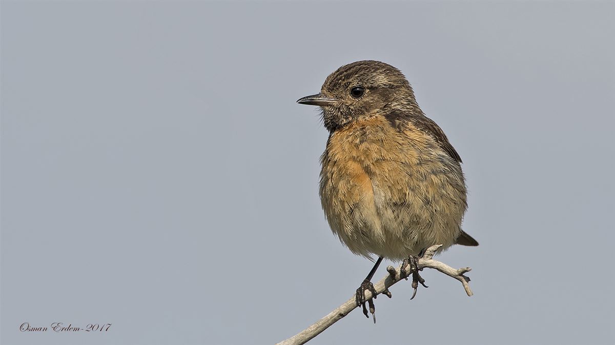 European Stonechat