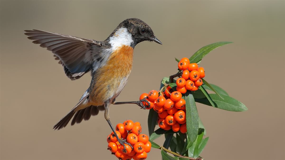 European Stonechat