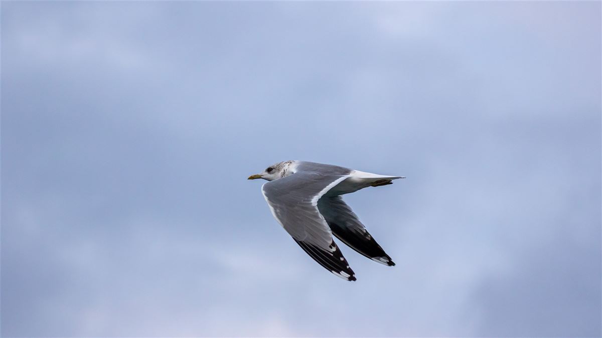 Common Gull