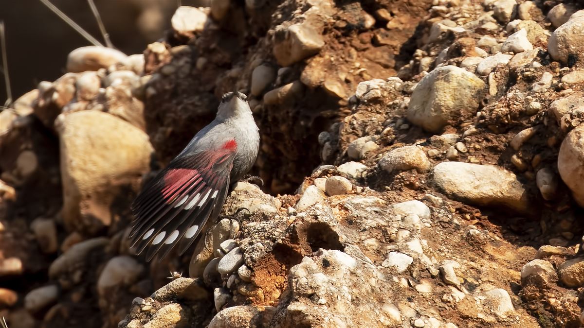 Wallcreeper