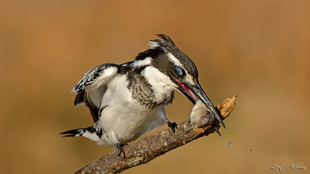 Pied Kingfisher