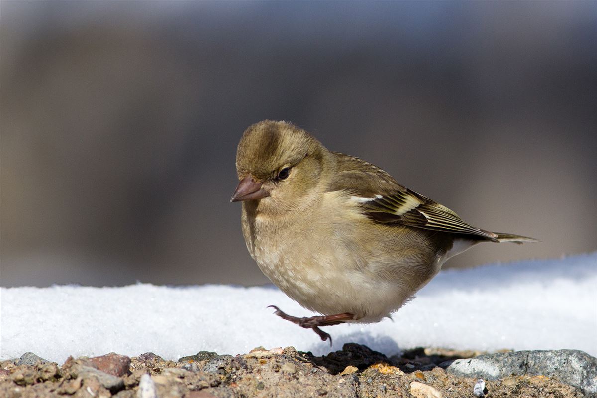 Eurasian Chaffinch