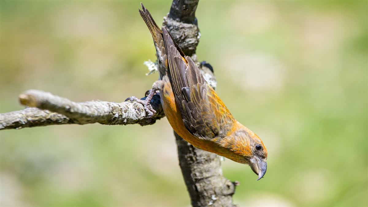 Red Crossbill