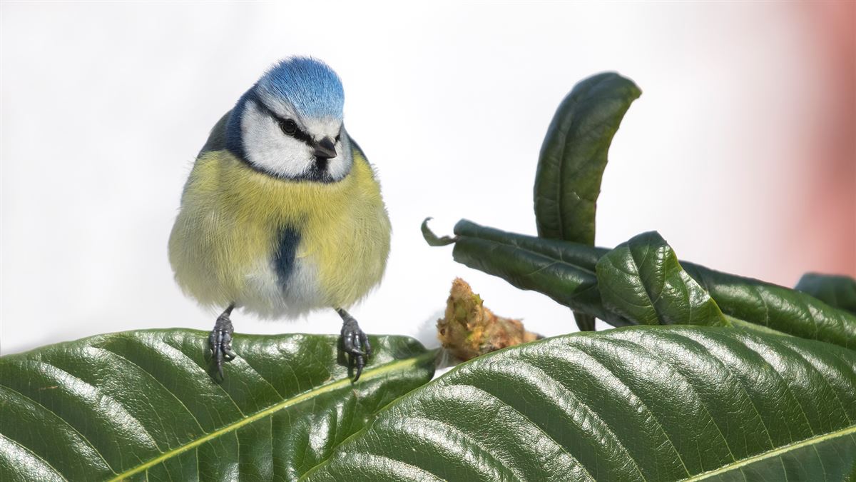 Eurasian Blue Tit