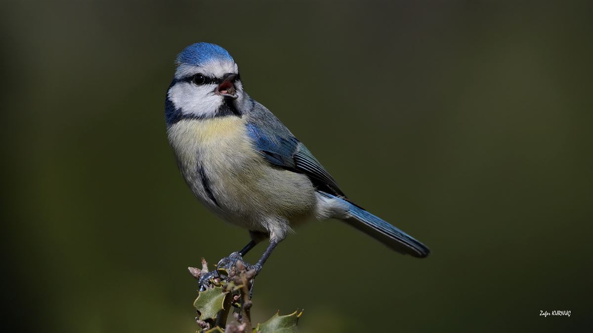 Eurasian Blue Tit