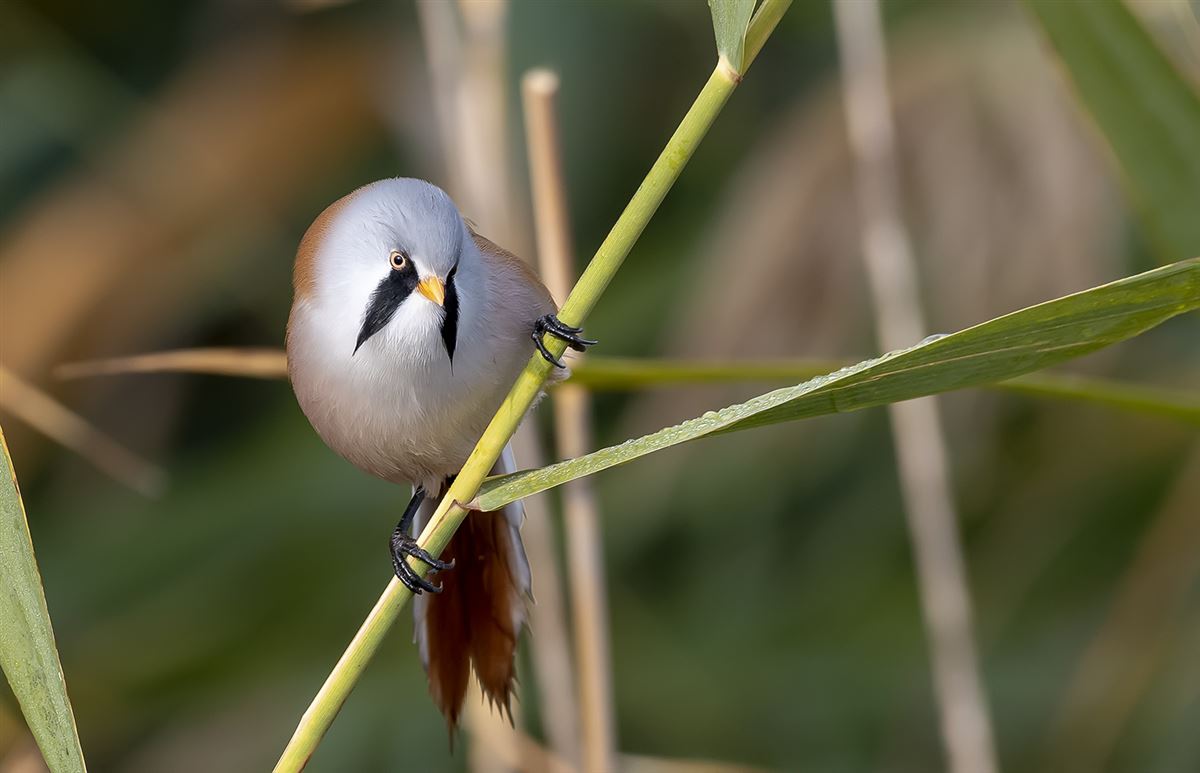 Bearded Reedling
