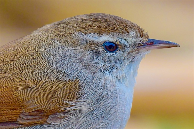Cetti`s Warbler
