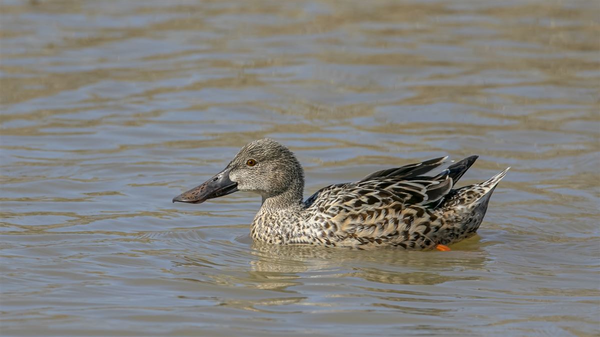 Northern Shoveler