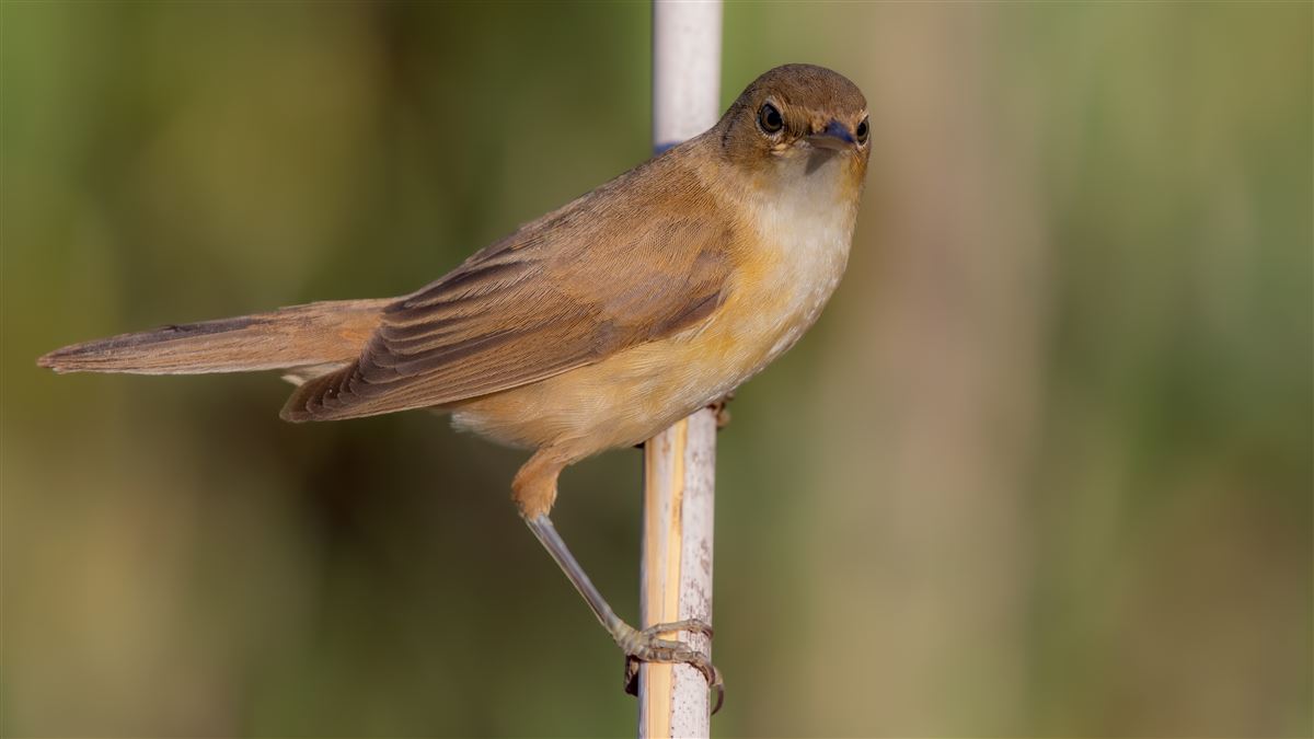 Common Reed Warbler