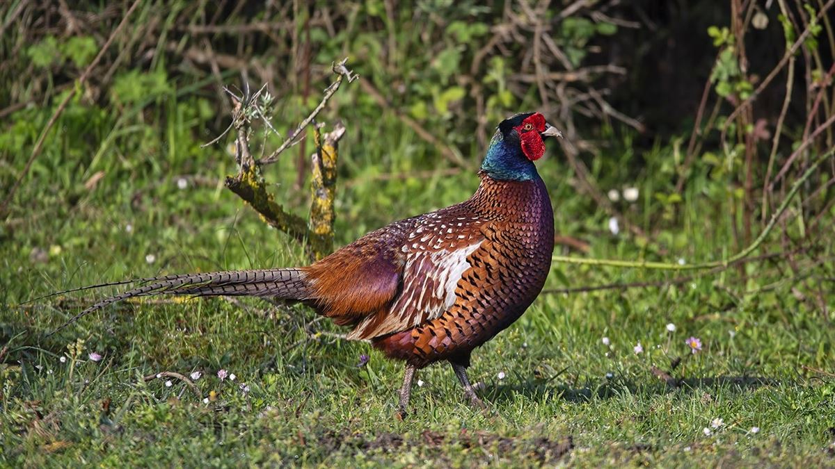 Common Pheasant