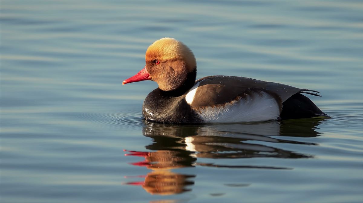 Red-crested Pochard