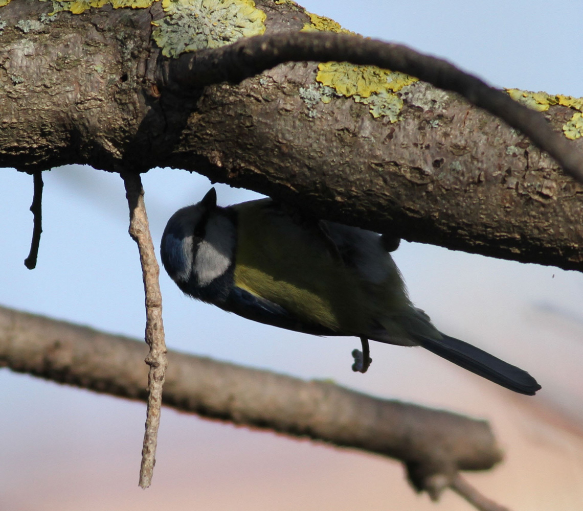 Eurasian Blue Tit