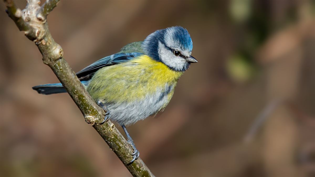 Eurasian Blue Tit