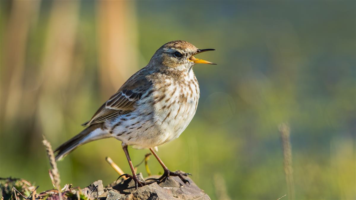 Water Pipit