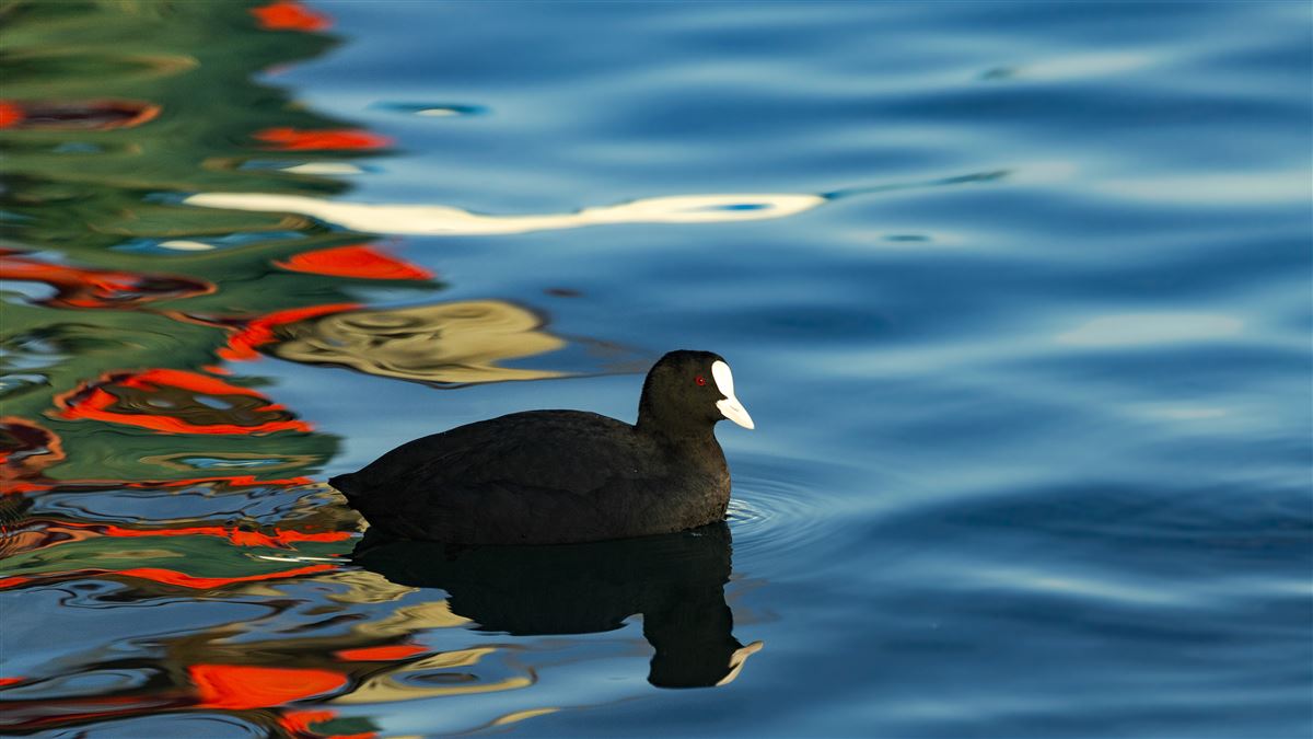 Eurasian Coot