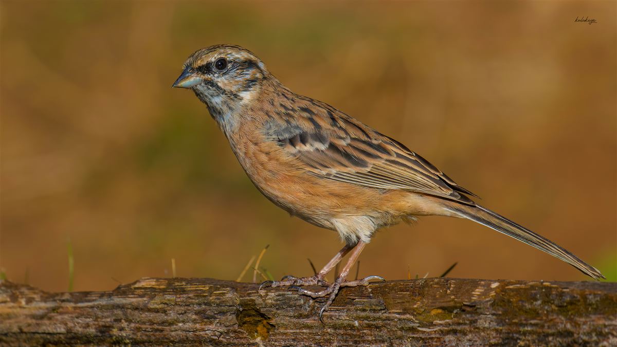 Rock Bunting