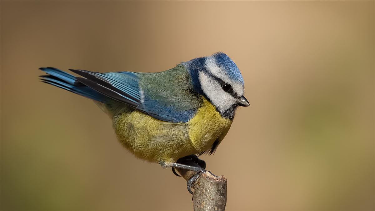 Eurasian Blue Tit