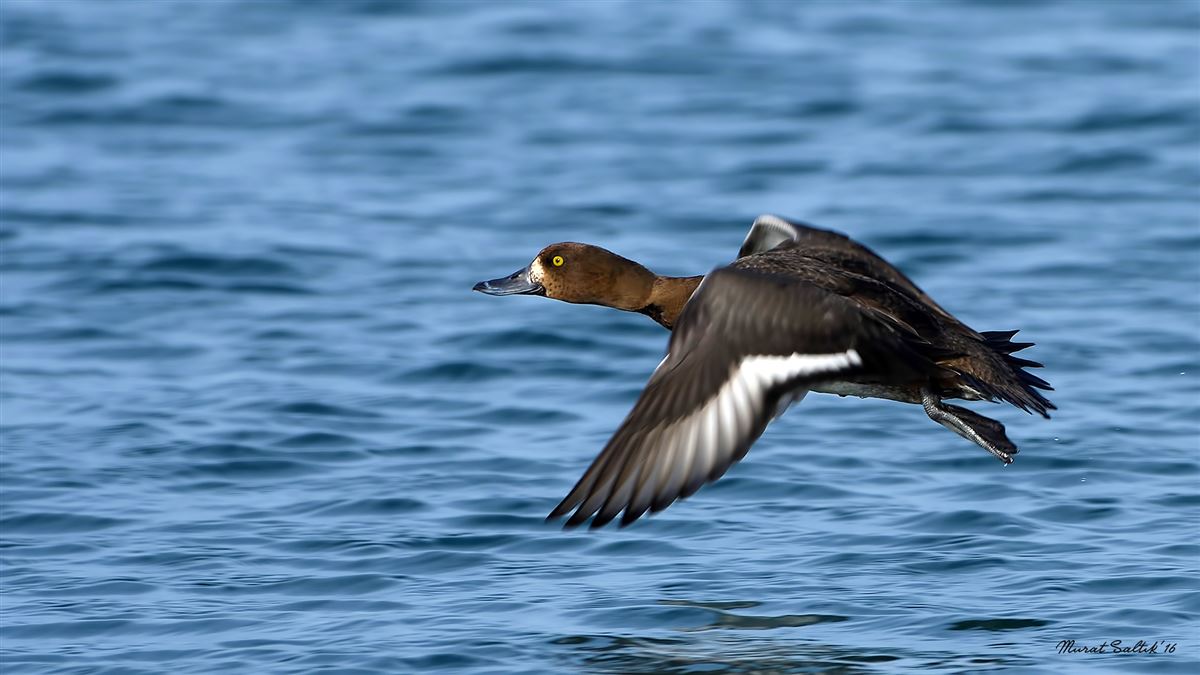 Tufted Duck