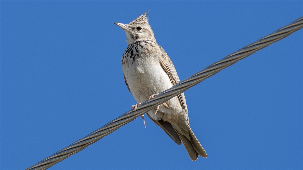 Crested Lark