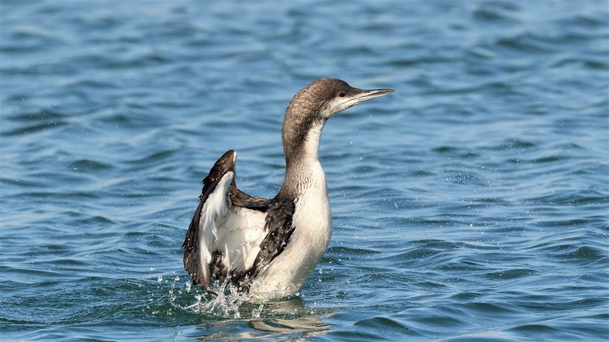 Black-throated Loon