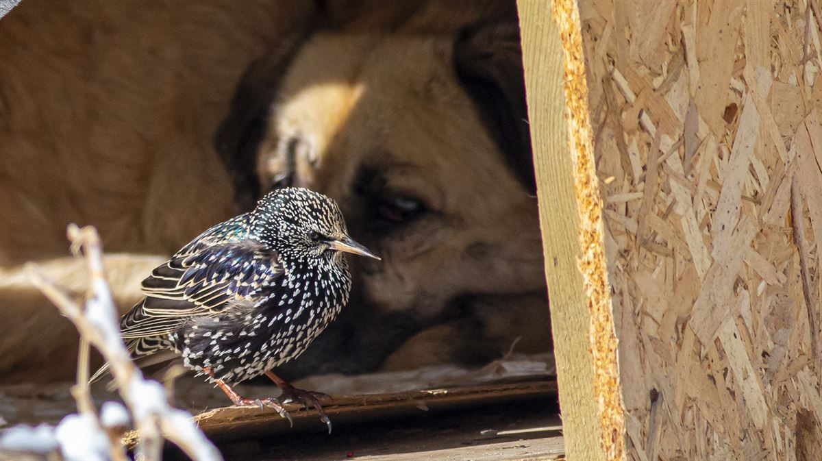 Common Starling