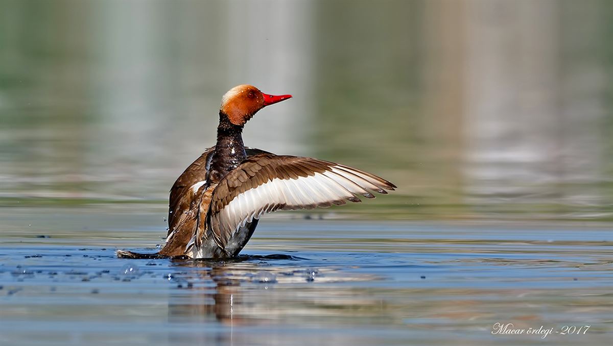 Red-crested Pochard