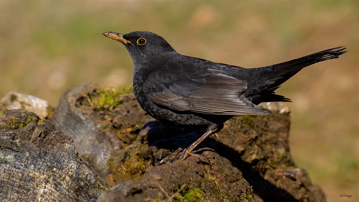 Common Blackbird