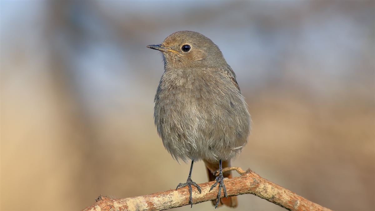 Black Redstart