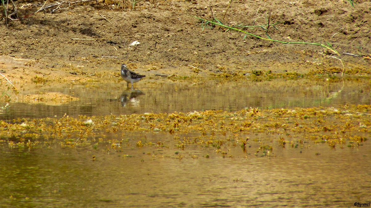Wood Sandpiper