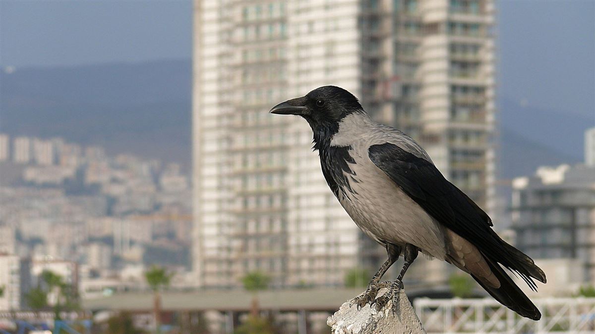 Hooded Crow