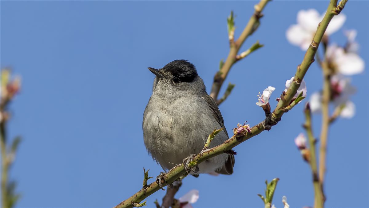 Eurasian Blackcap