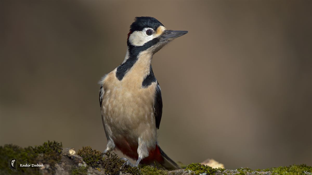 Great Spotted Woodpecker