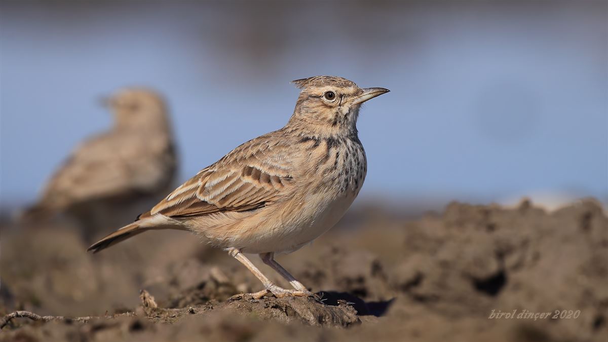 Crested Lark