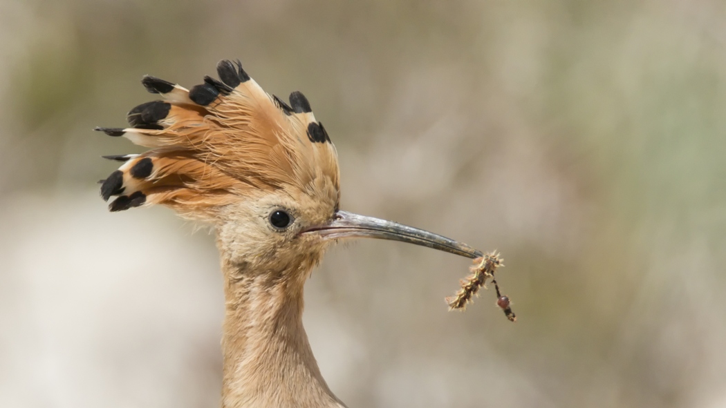 Common Hoopoe