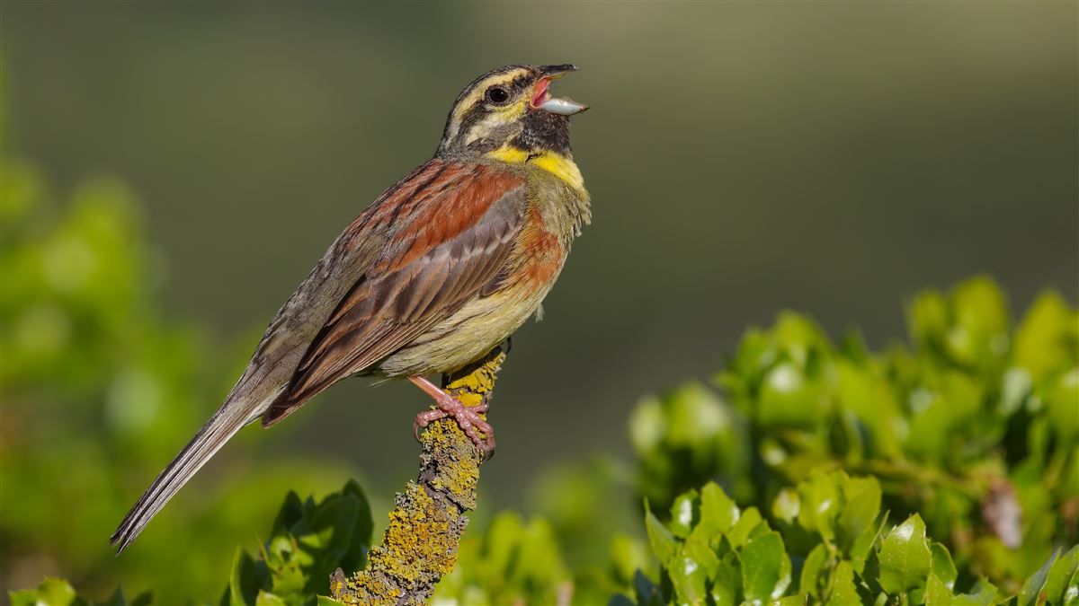 Cirl Bunting